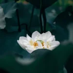 White Lotus Season 4: Release Date Rumors, Cast, and Story