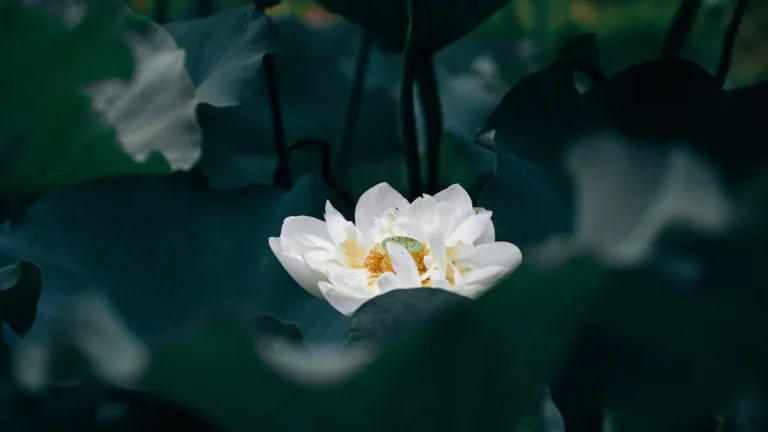 White Lotus Season 4: Release Date Rumors, Cast, and Story
